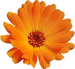 calendula pour sérum peau sensible laboessie